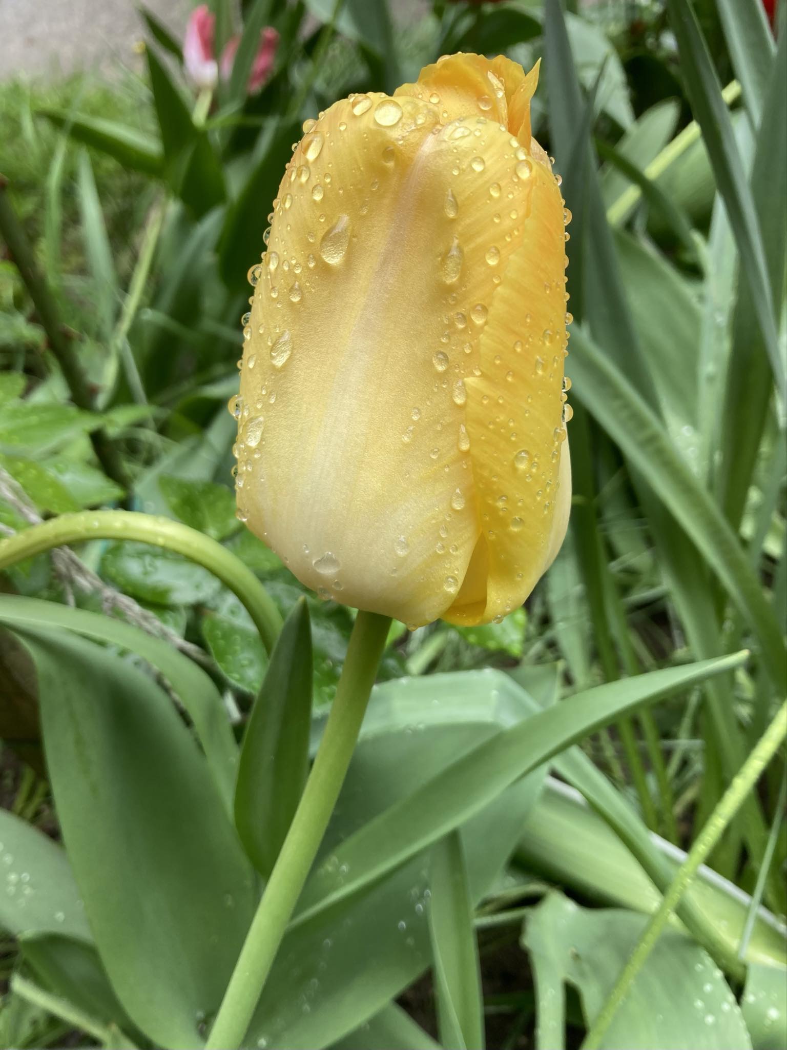 1e2779d0-22dd-47bf-8b8c-7c396911f6b1